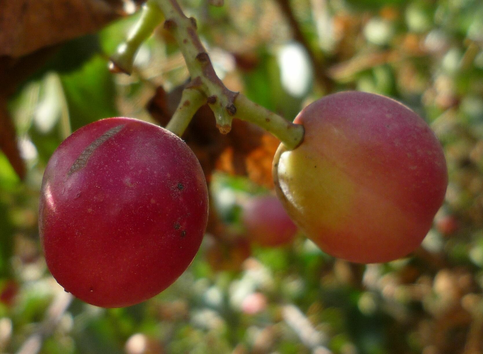 High Resolution Prunus ilicifolia Fruit
